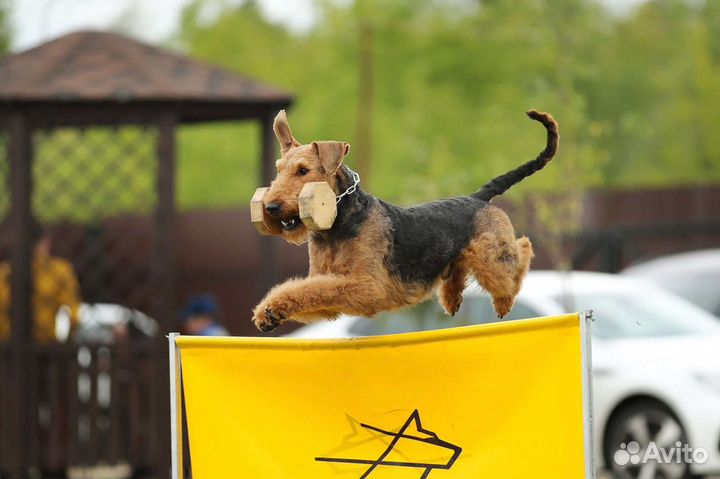 Дрессировка собак