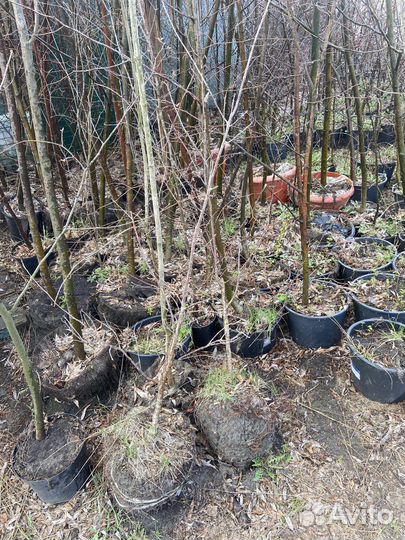 Саженцы дуба