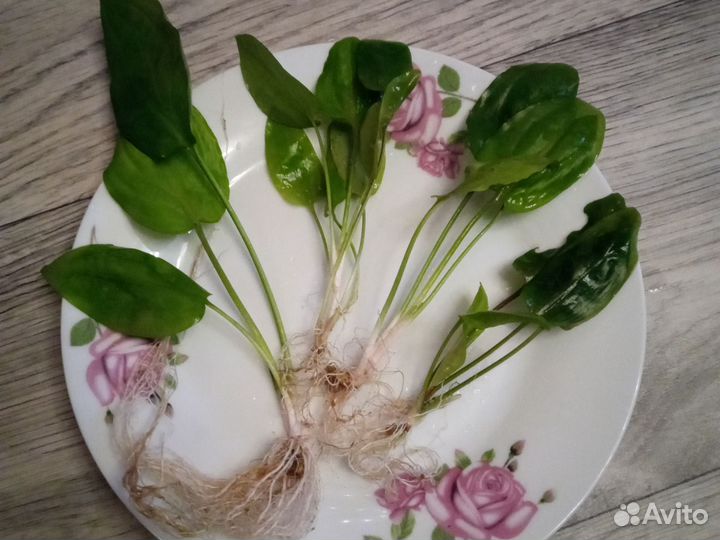 Аквариумные растения криптокорина и гигрофила