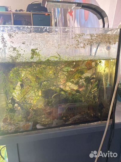 Аквариумы 200л,20л,5л