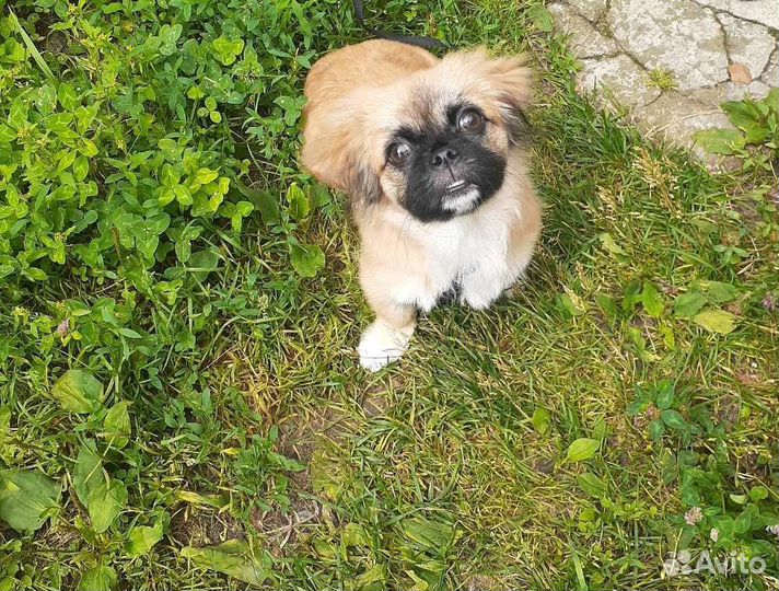 Уход за питомцем, передержка собак, кошек