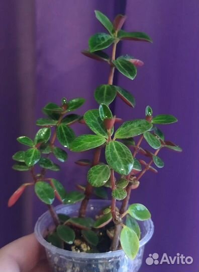 Пеперомия Вертициллата, Пикколо банда