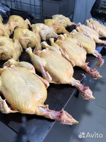 Куры бройлеры тушки