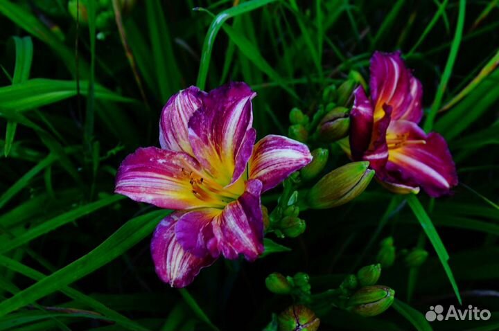 Лилейники разные