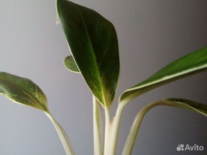 Комнатные растения