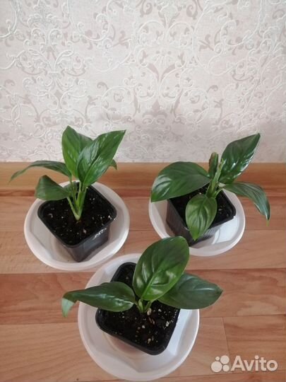 Спатифиллумы много сортов