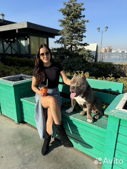 Вязка собак американский булли