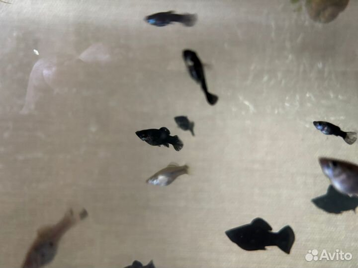 Аквариумные рыбки молинезии