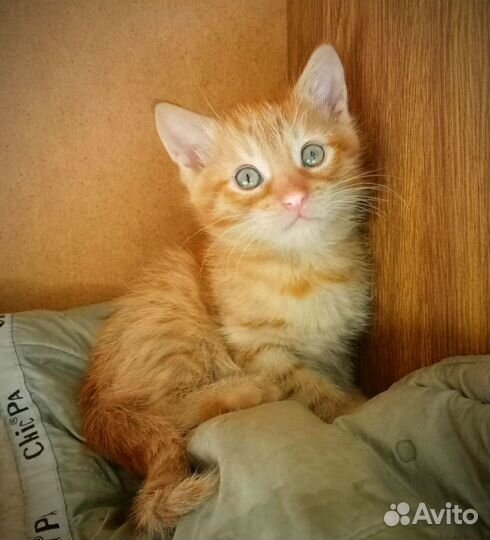 Заберите Санни из приюта
