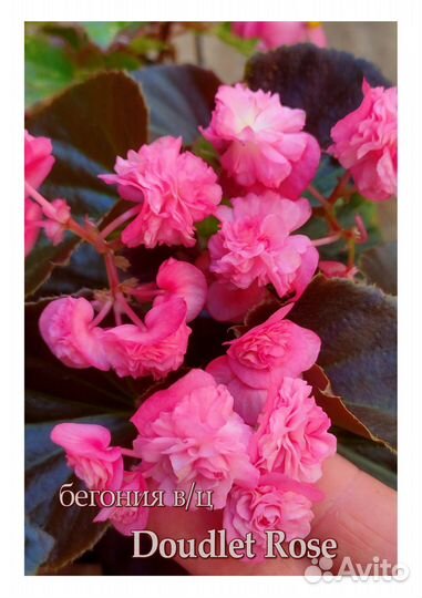 Бегонии вечноцветущие. Цены в описании под фото