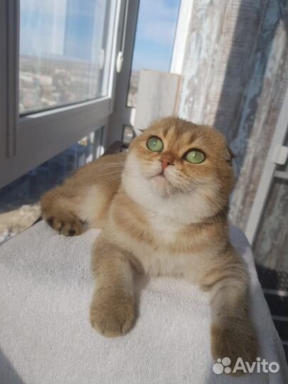 Кот вязка