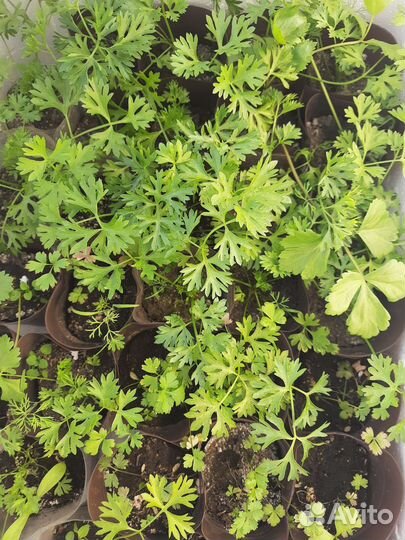 Рассада помидор, перцев, сельдерей