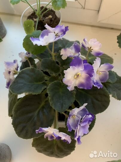 Фиалка в кокосе