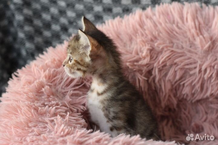 Котенок девочка