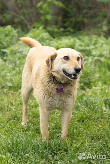 Молодая дружелюбная собака Пуговка в добрые руки