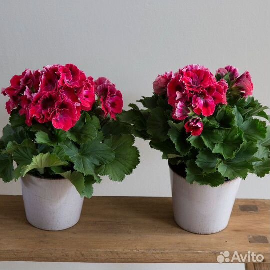 Пеларгонии королевские укорененные черенки