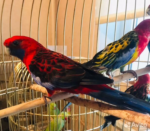 Попугай розелла птенцы