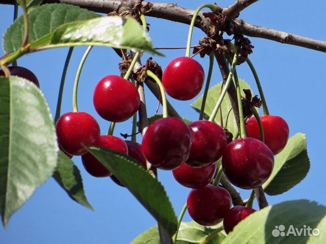 Саженцы вишни оптом