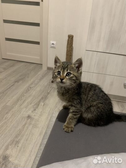 Котята в добрые руки бесплатно