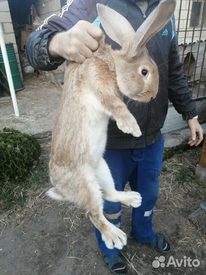 Продам кроликов