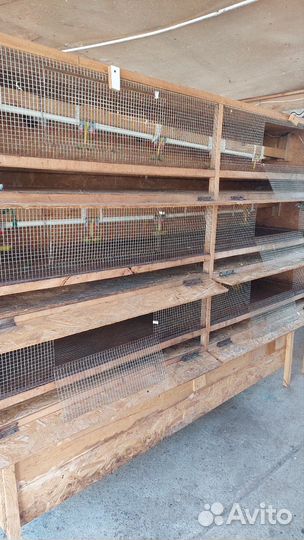 Сетки для птиц и перепелов