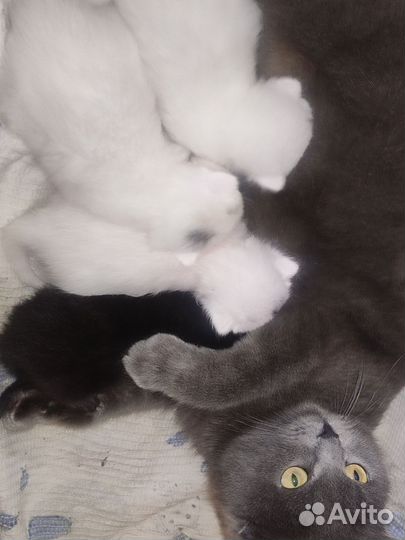 Котята