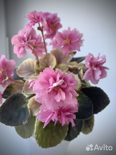 Сортовые фиалки