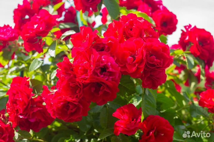 Плетистые розы