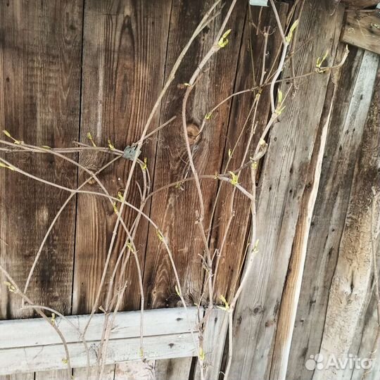 Девичий виноград