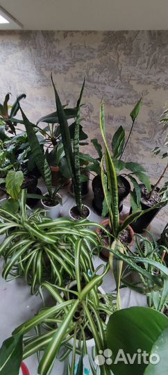 Цветы комнатные