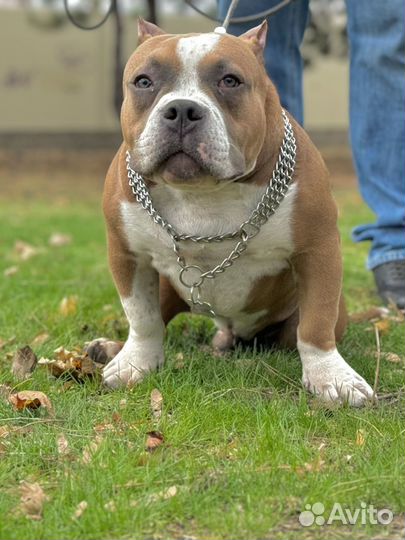 Американский булли, мощный щенок, 6 мес