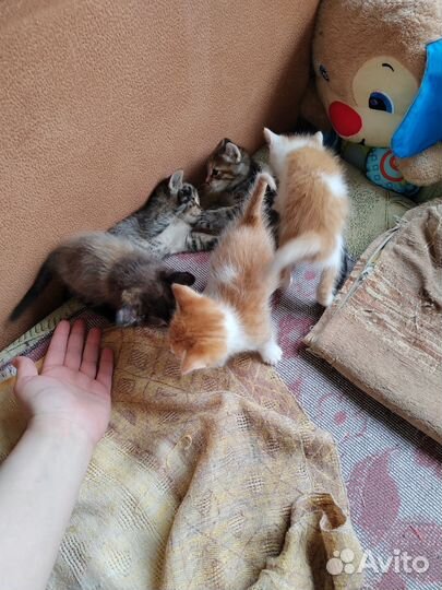 Котята в добрые руки