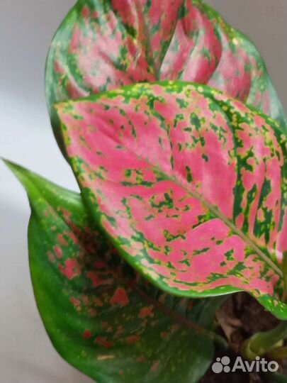 Аглаонема споттед стар