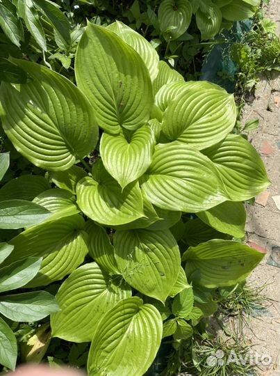 Хоста душистая Venus - c запахом жасмина