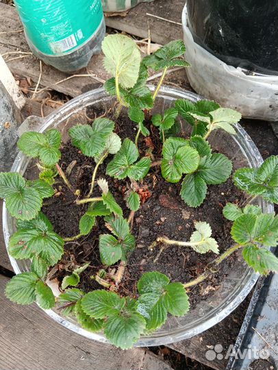 Саженцы виктории