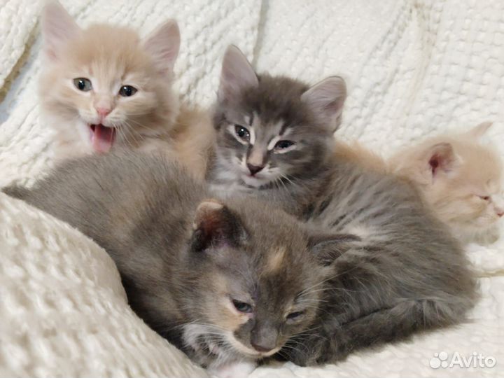 Кошка в дар