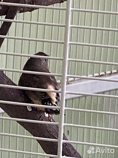 Зебровые амадины