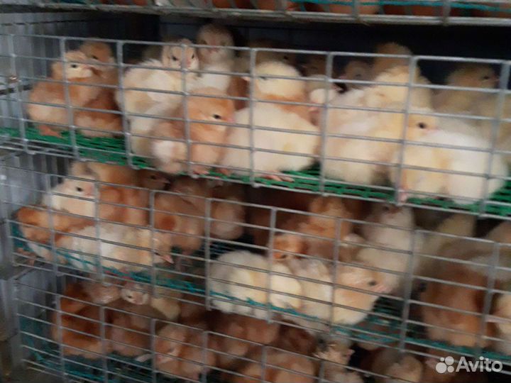 Ломан браун