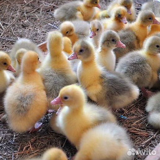 Гуси крупные самые большие легард линда серый укра