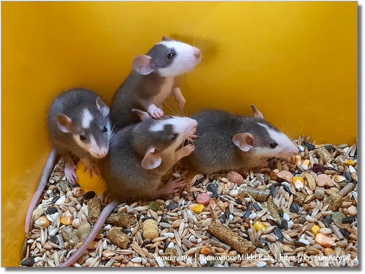 Крысы, крысята (хаски) Дамбо