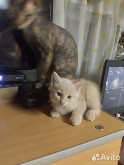 Кошка в дар