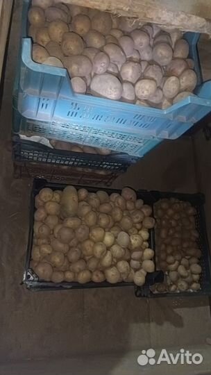 Семенной картофель