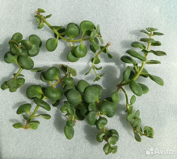 Суккуленты 7