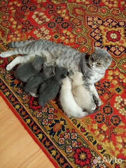 Вислоухие котята