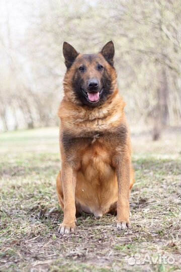 Малинуа в добрые руки