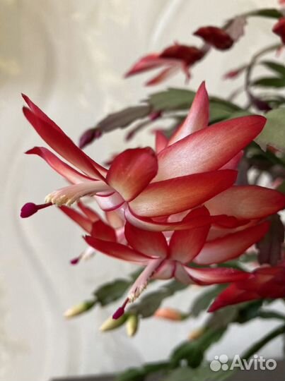 Зиго-кактус Шлюмбергера(декабрист)