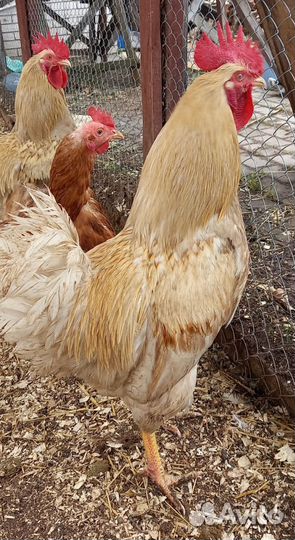 Продам петухов