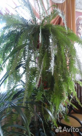 Продаю аспарагус и другие растения