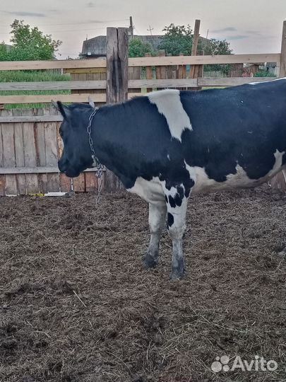 Телка, бычки