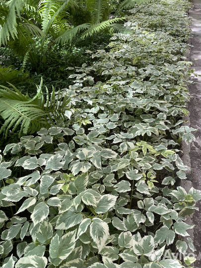 Сныть вариегатная